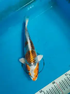 Ikan Koi Kujaku
