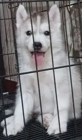 Siberian Husky Betina Stambum