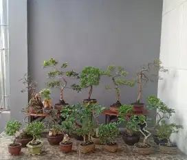 Mame bonsai cantik ada 19 pot