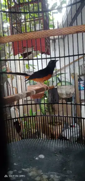 Murai hutan fullset