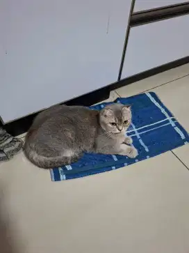 Jual bsh borongan