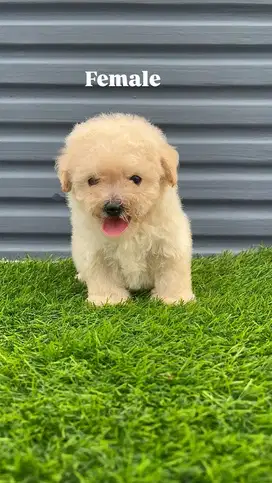 Poodle light apricot betina