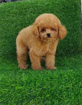 Poodle jantan sudah vaksin 1 x