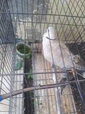 Burung Derkuku plus sangkar
