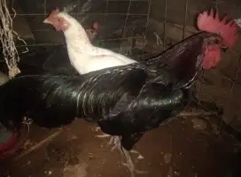 Ayam kampung siap produksi