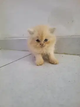 Anakan kucing persia peaknose