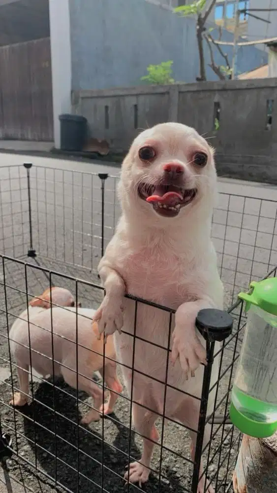 Indukan chihuahua