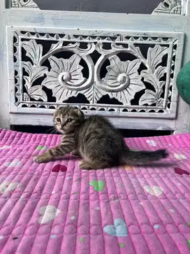 kucing scottish fold betina