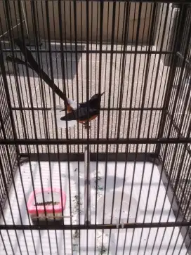 Burung murai ekor 21 gacor .