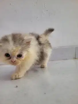 Anakan persia longhair