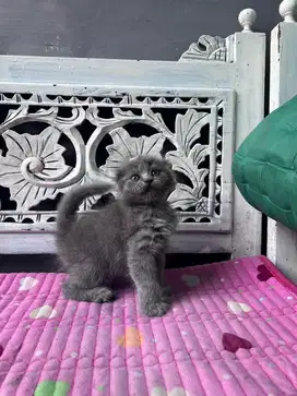 kucing scottish fold betina