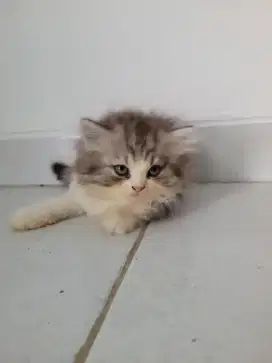 Persia kitten longhair
