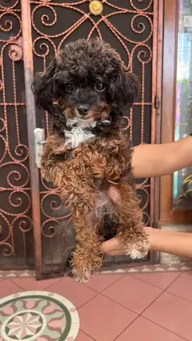 DI JUAL ANJING MINNI PUDDEL BETINA