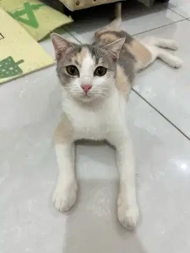 Free adopt scottish straight