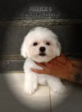 Jual anjing bichon betina 2 bulan