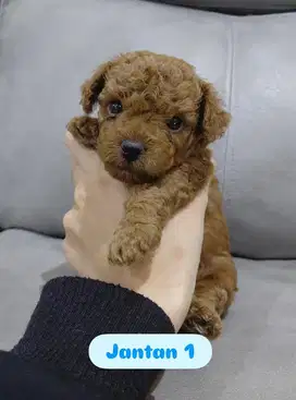 Red Toy Poodle Jantan