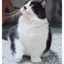 Kucing Munchkin minuet