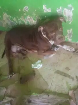 Pitbul betina jinak dan baik