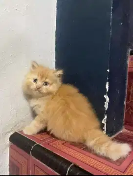 Bulu kapas longhair riwuk2