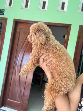 Toy Poodle Coklat Stb Vaksin