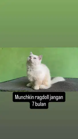 Kucing Munchkin