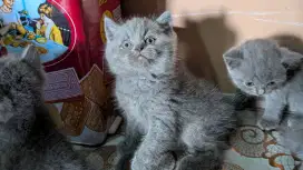 Kitten BSH non ped