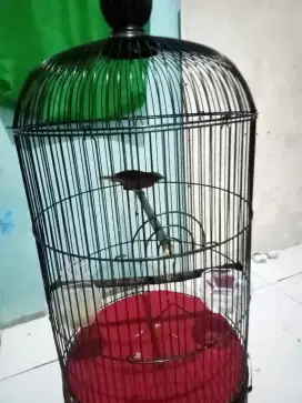 Jual burung tepus pala abu
