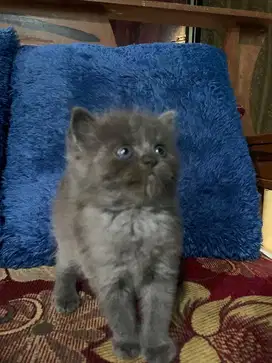 ADOPT KITTEN ANAKAN PERSIA