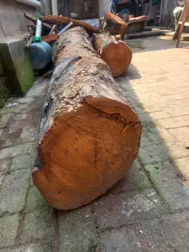 Kayu nangka tua.