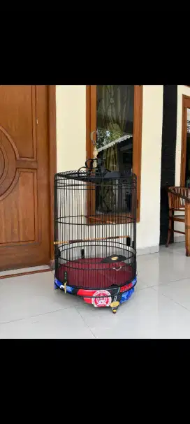 Sangkar murai BNR no2 masih kinclong