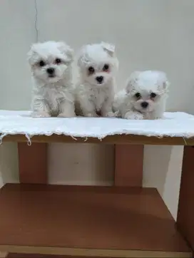 Jual Anak Anjing Maltese Jantan dan Betina