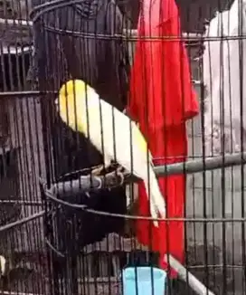 Burung kenari pejantan