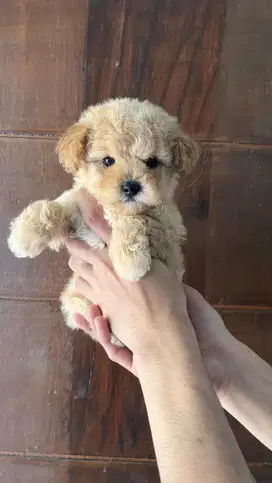 super tiny poodle betina