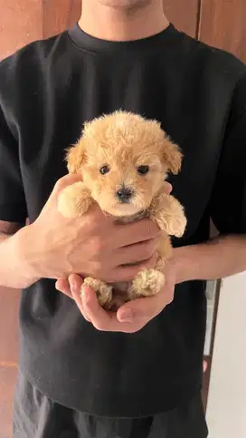 teacup poodle betina ‼️