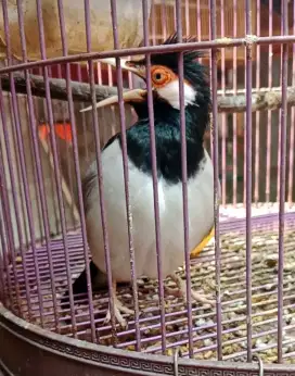 Burung jalak uren gacor siang malam