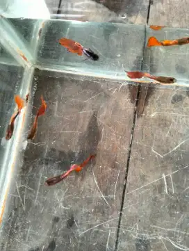Ikan Guppy merak