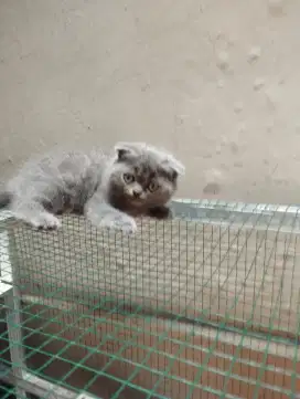 Kitten scotish fold