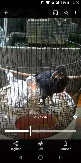 Anak Ayam Bangkok Klasik