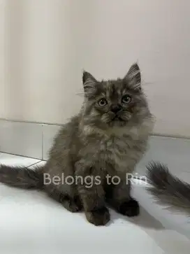 Dijual Kucing Ras Ragdoll Mix Persia