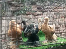 ayam Brahma anakan