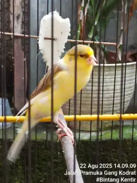 Kenari F1ys Gacor