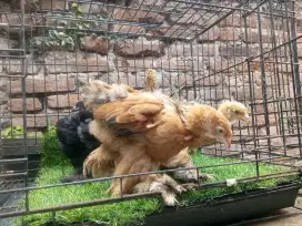 anakan ayam brahma