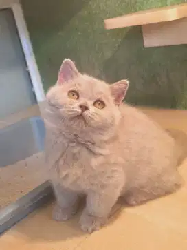 Kucing munchkin lucu imut