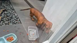 Anjing tekel betina