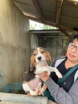 anjing beagle jantan betina usia 3-7 bln