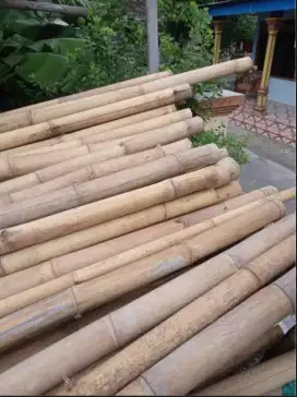 Bambu 6 Meter Murah