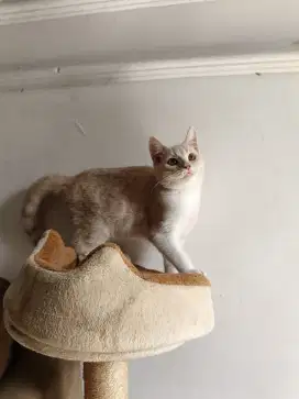 Kucing Scotish straight betina bulu shorthair