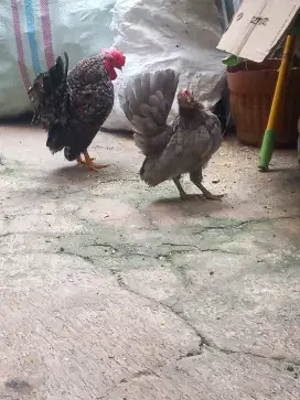 Ayam Serama Jali + Betina Abu abu