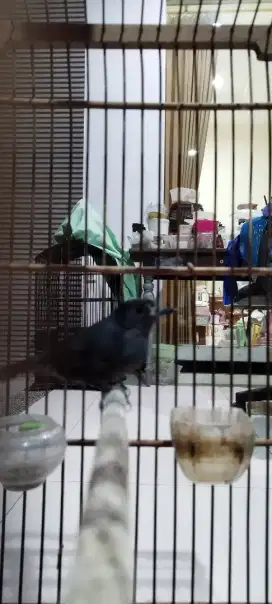 Jongkangan Biru