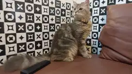 Kucing Persia Marble